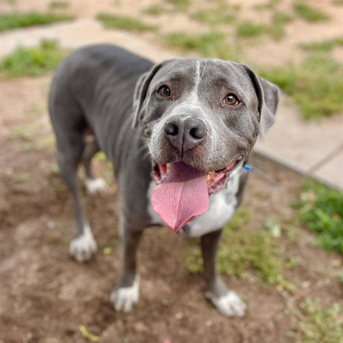 ZYM, an adoptable American Staffordshire Terrier in Aurora, CO