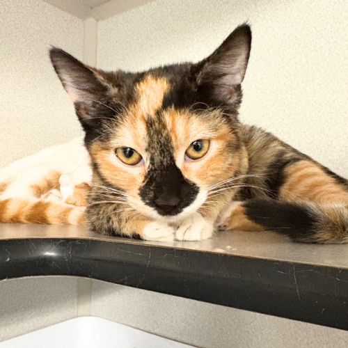 Neapolitan