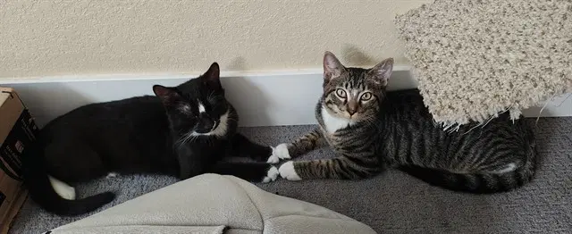 Unknown - Domestic Short Hair