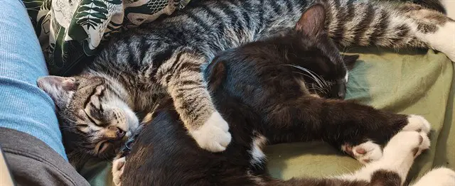 Unknown - Domestic Short Hair