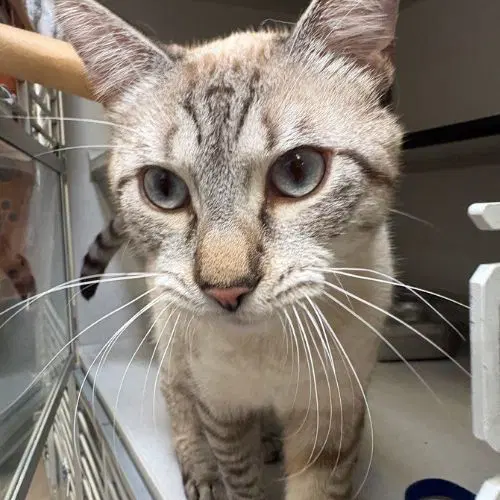 Flik - Domestic Medium Hair