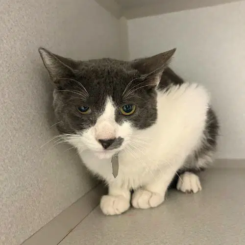 Yuji - Domestic Short Hair