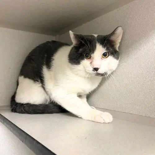 Gojo - Domestic Short Hair