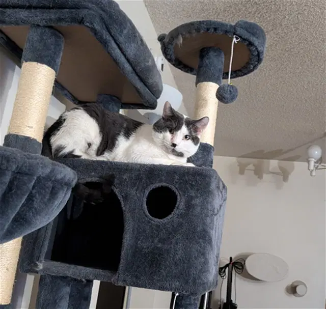 Smokey - Domestic Short Hair