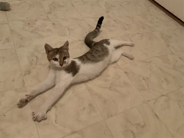 Papaya - Domestic Short Hair