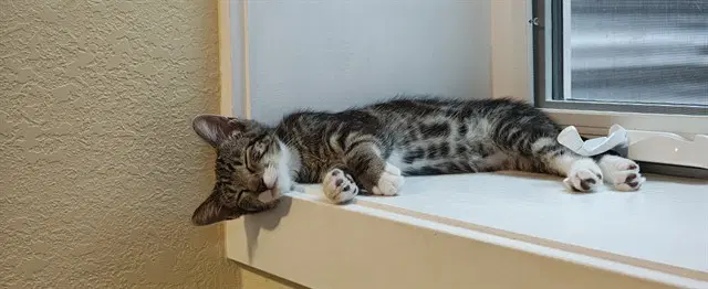 Alex - Domestic Short Hair