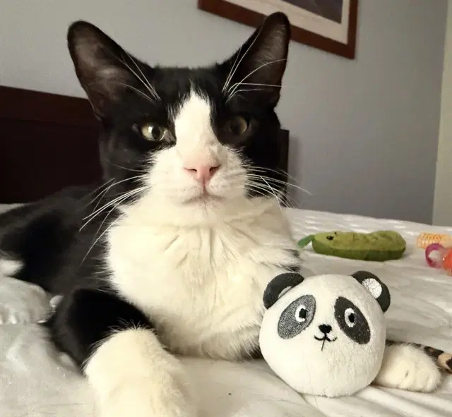 Pudding - Domestic Short Hair