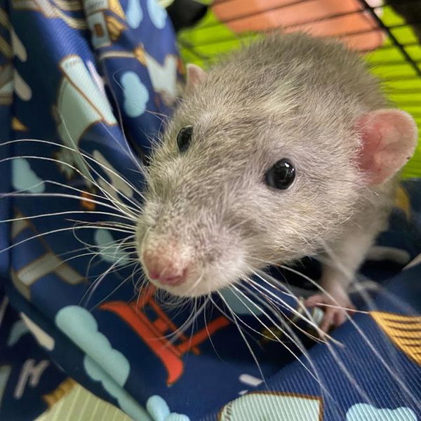 FRODO
