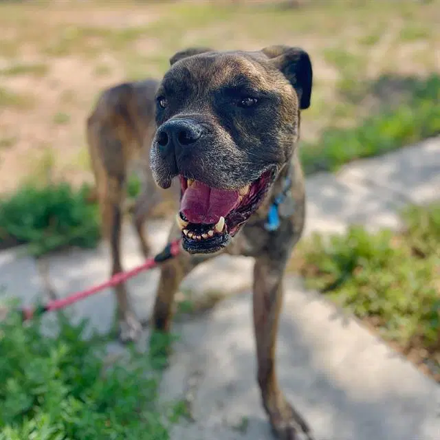 Koda - Boxer
