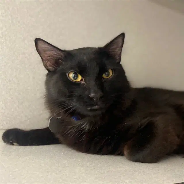 Kuro - Domestic Long Hair