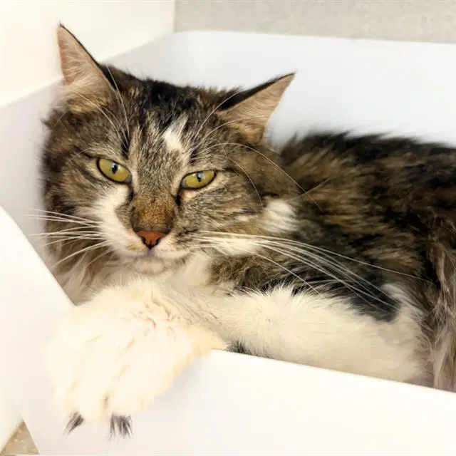 Mia - Domestic Long Hair