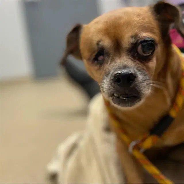 Daisy - Chihuahua