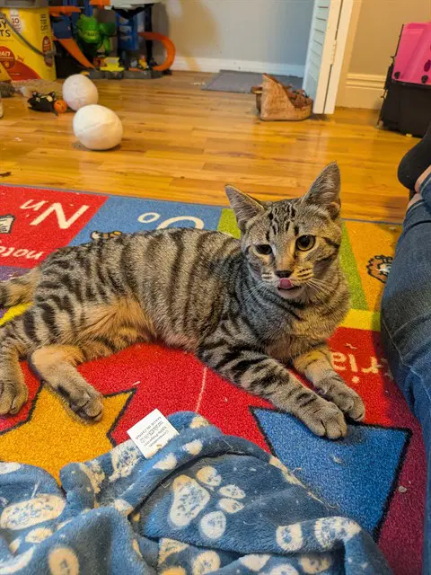 Seashell - Domestic Short Hair