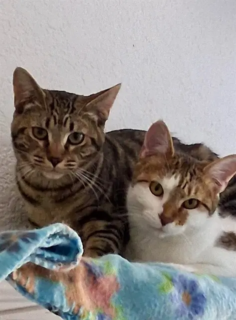 Seashell - Domestic Short Hair