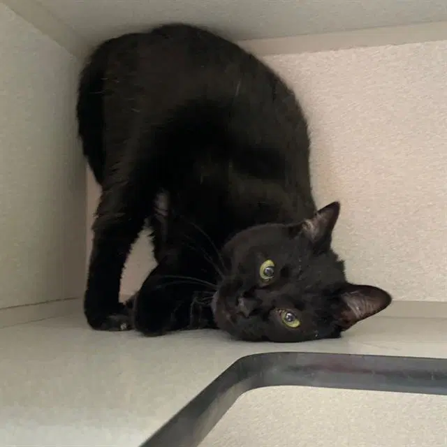 Kitty - Domestic Short Hair