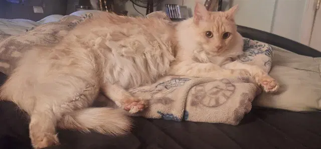 Abbi - Domestic Medium Hair