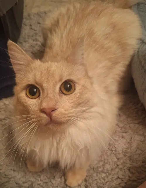 Aslan - Domestic Medium Hair
