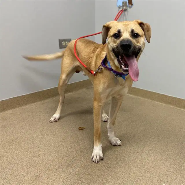 Ace - Black Mouth Cur