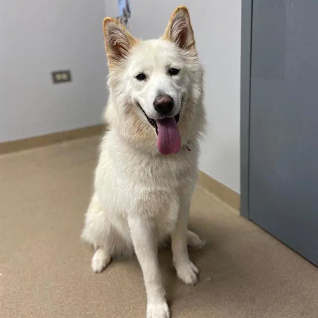 Marshmallow - Husky