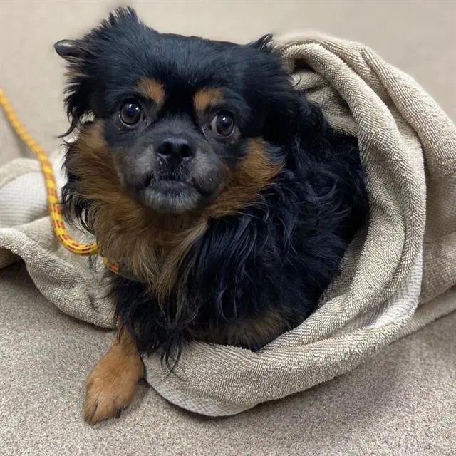 Big Wave Dave - Pekingese