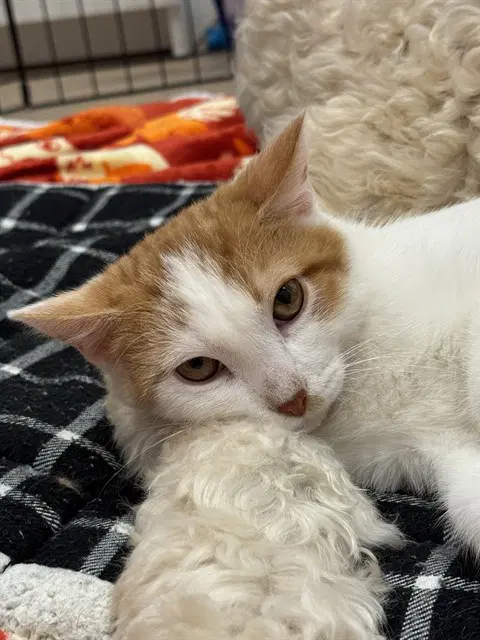 Hobbes image 1