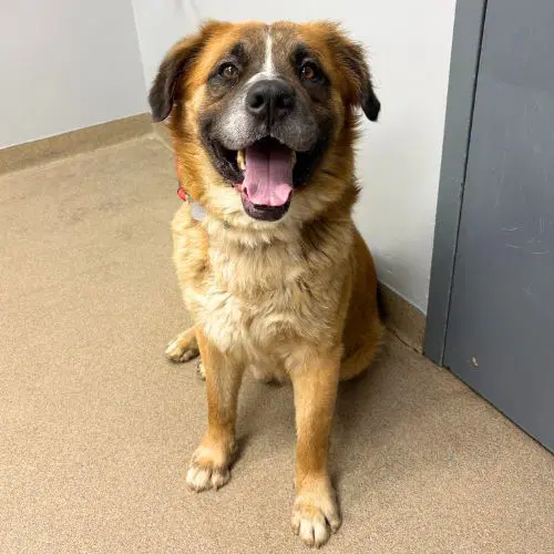 Orion - Leonberger