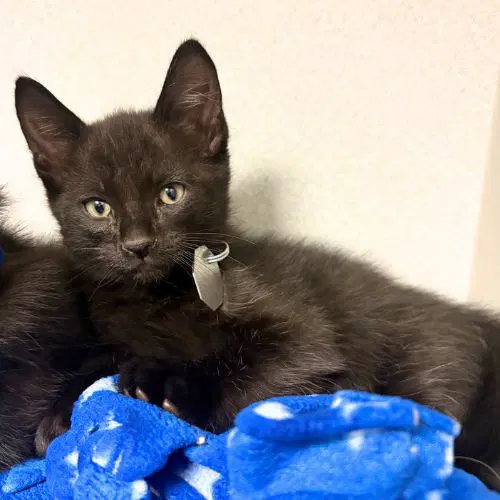 Inky - Domestic Short Hair