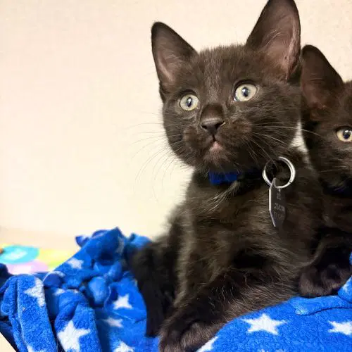 Jet - Domestic Short Hair