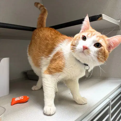 Pocus - Domestic Short Hair