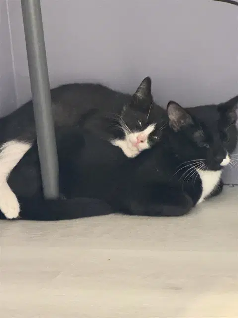 Voodoo - Domestic Short Hair