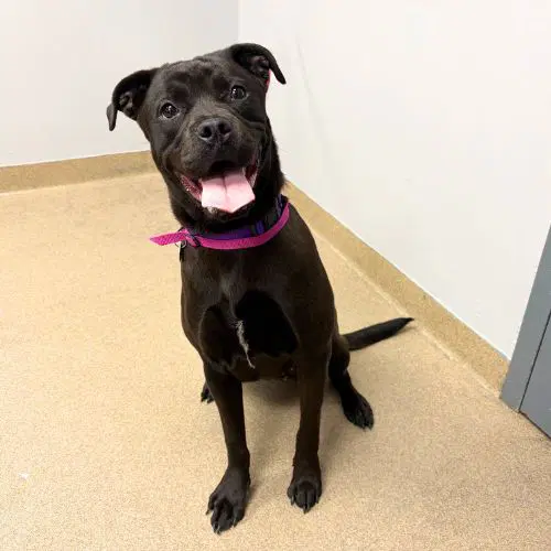Ivy - Pit Bull Terrier