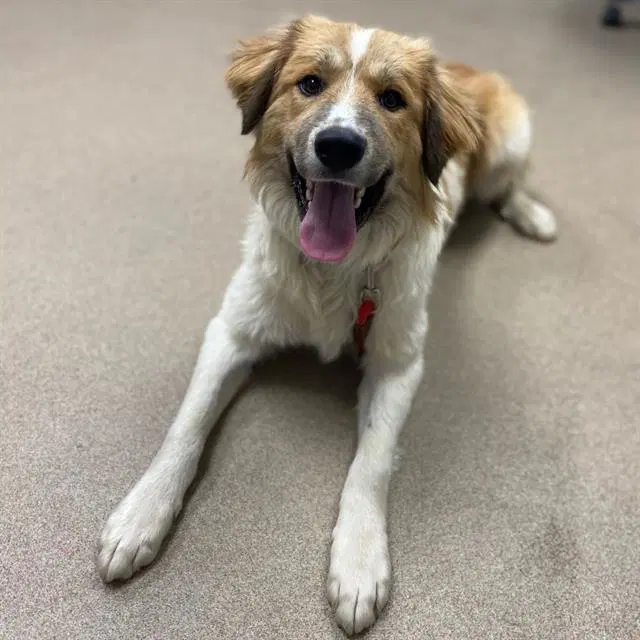 Jasper - Great Pyrenees
