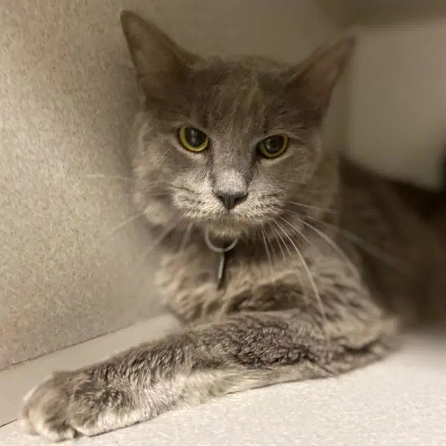 Lyly - Domestic Medium Hair