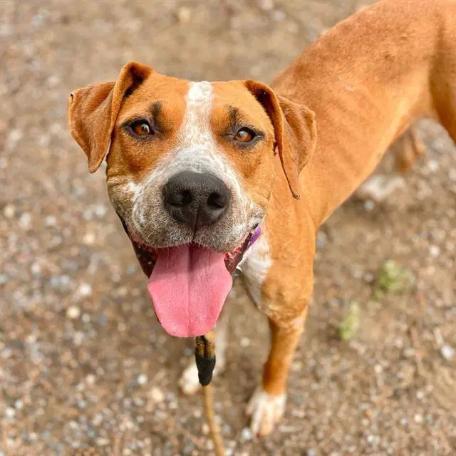 Winn Dixie - English Coonhound