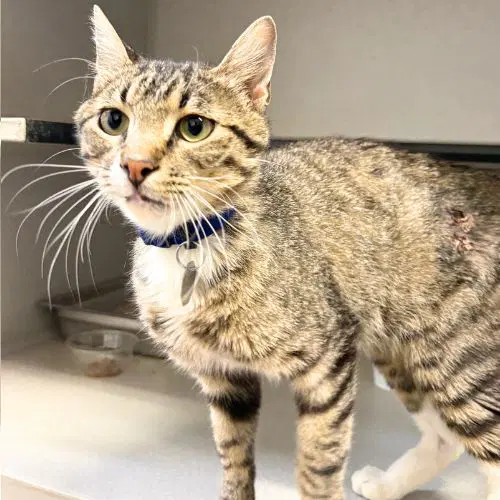 Mudslide - Domestic Short Hair