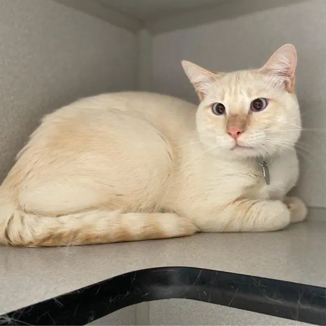 Calcifer - Domestic Short Hair