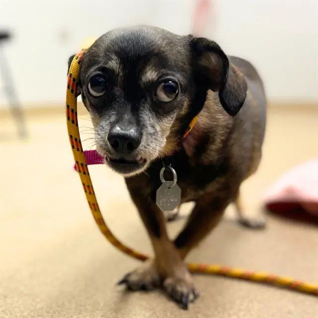 Cove - Chihuahua