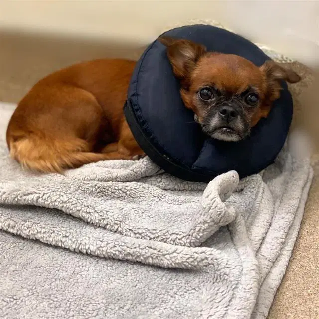 Mermaid - Chihuahua