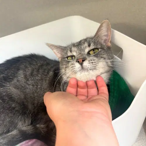 Meadow - Domestic Short Hair