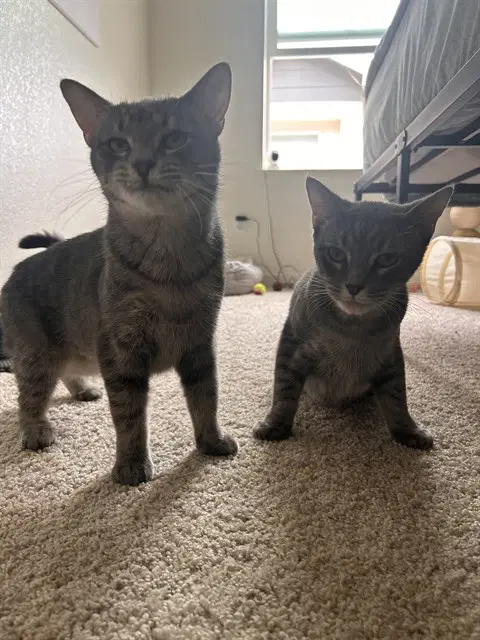 Meadow - Domestic Short Hair
