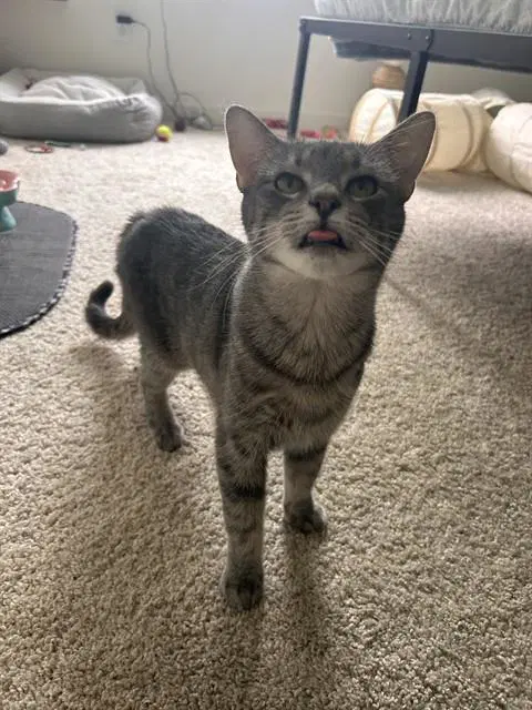 Meadow - Domestic Short Hair