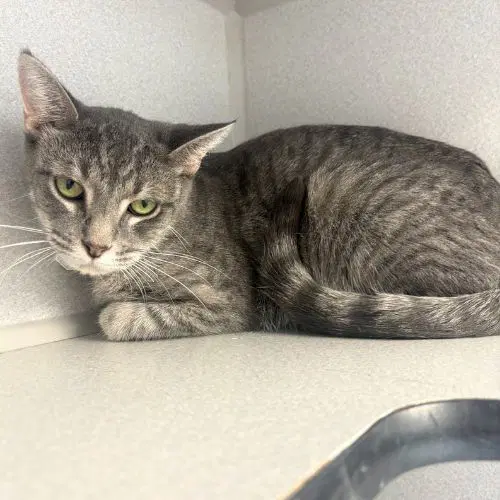 Misty - Domestic Short Hair