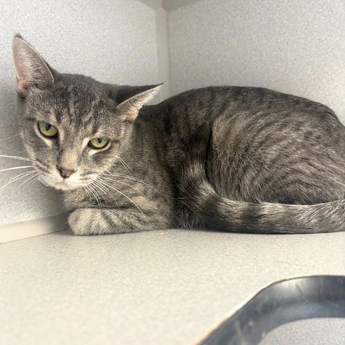 MISTY, a cat for adoption from Aurora Animal Care