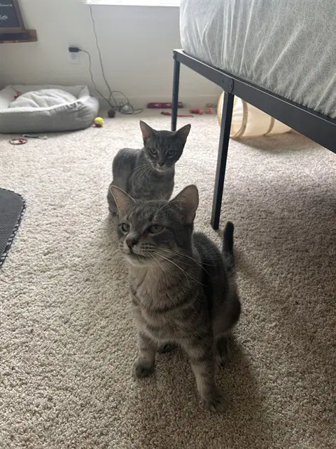 Misty - Domestic Short Hair