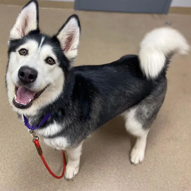 Beetle - Alaskan Malamute