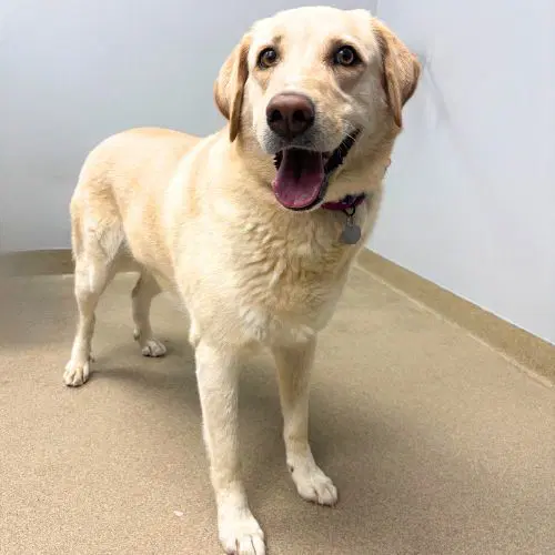 Lady Bird - Labrador Retriever