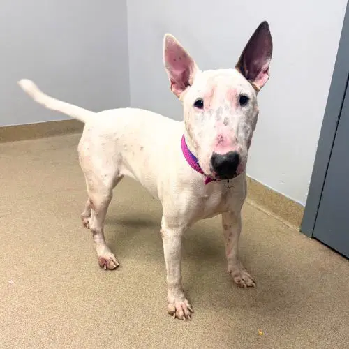 Primrose - Bull Terrier