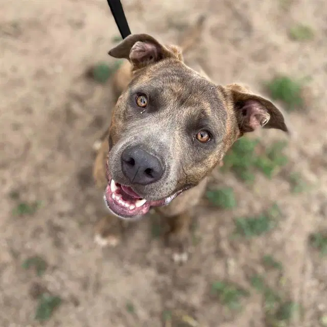 Stanley - Pit Bull Terrier