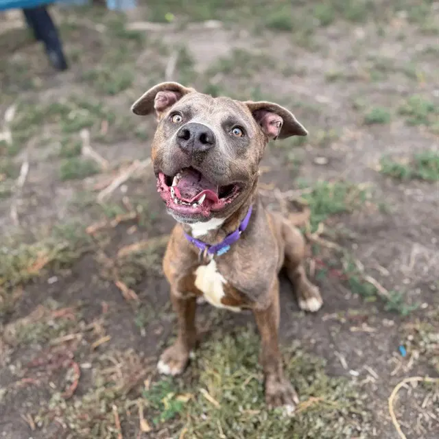 Stanley - Pit Bull Terrier