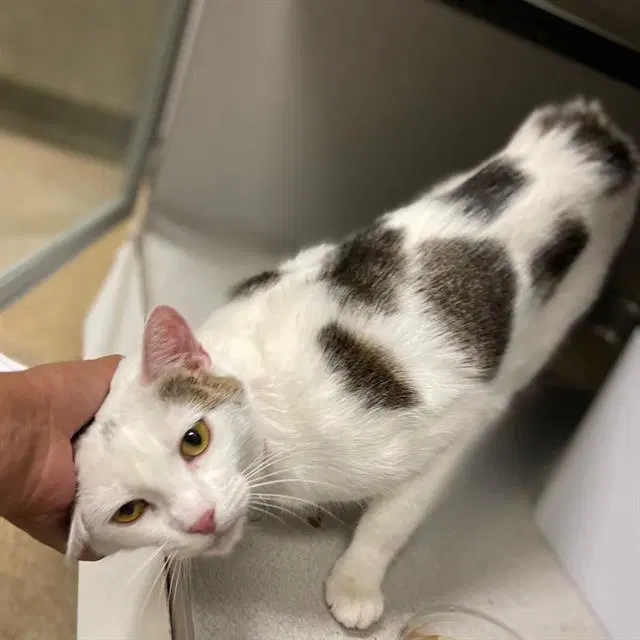 Pippa - Domestic Short Hair